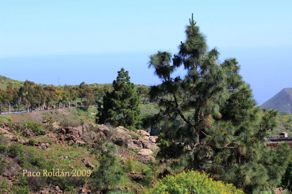 Foto de Granadilla de Abona (Santa Cruz de Tenerife), España