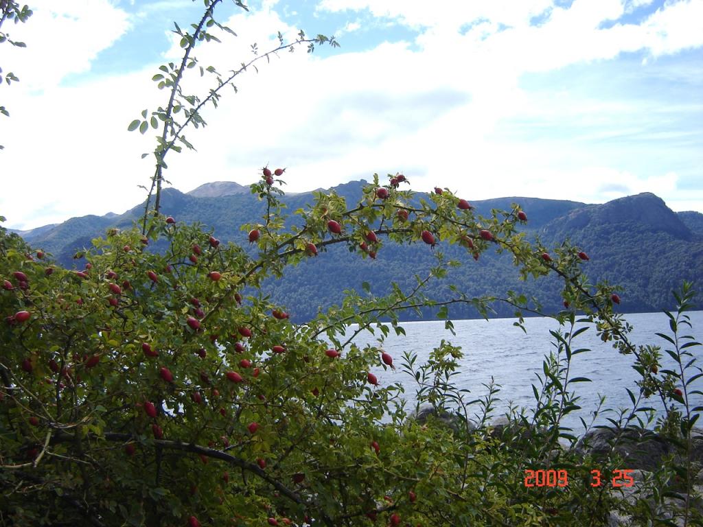 Foto de San Martín de los Andes (Neuquén), Argentina