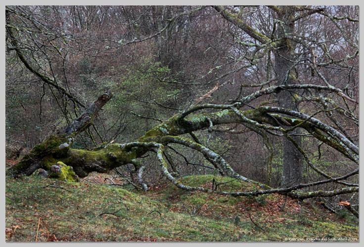 Foto de Saja (Cantabria), España