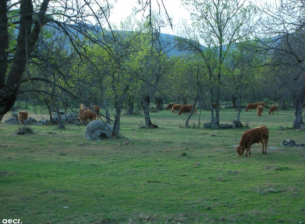 Foto de Peralejo (Madrid), España