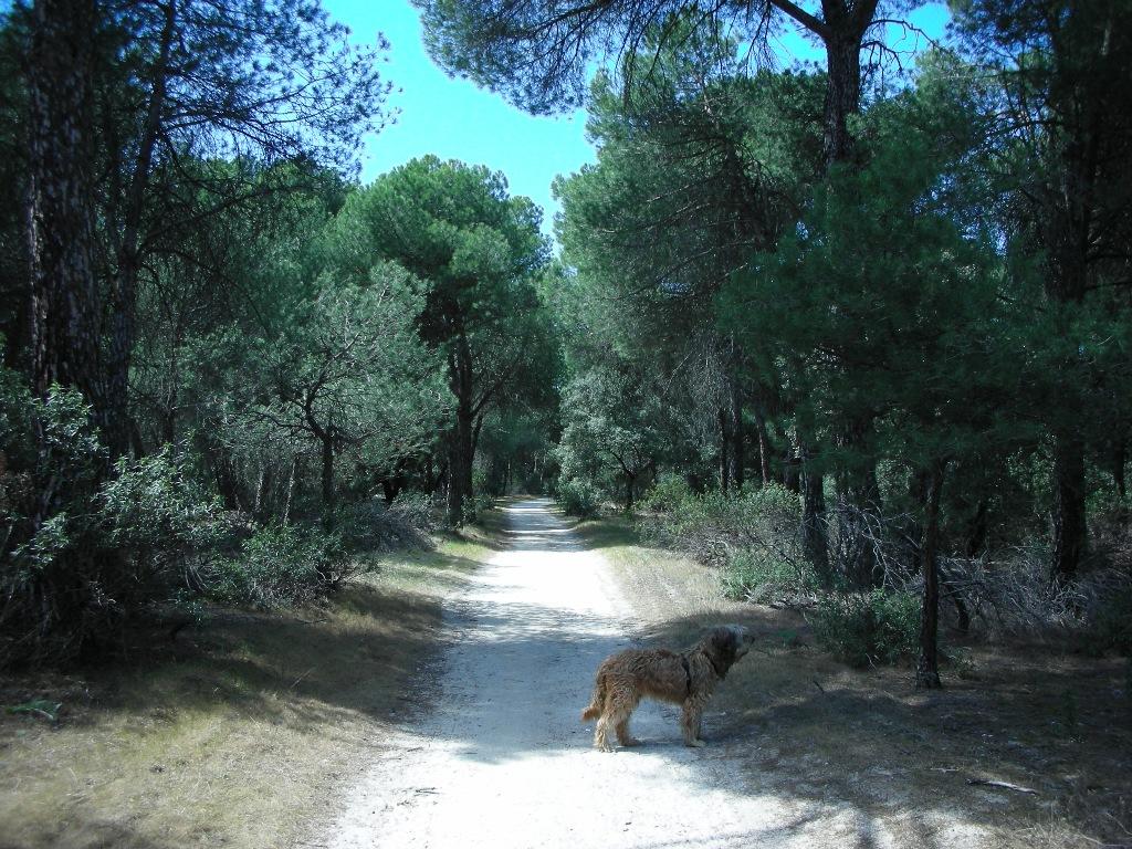 Foto de Majadahonda (Madrid), España