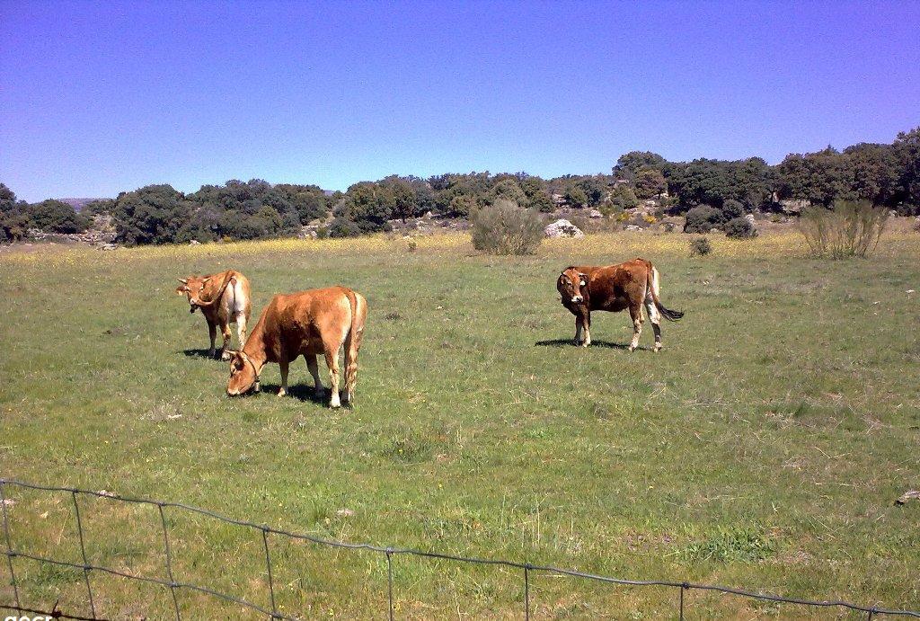 Foto de Fresnedillas de la Oliva (Madrid), España