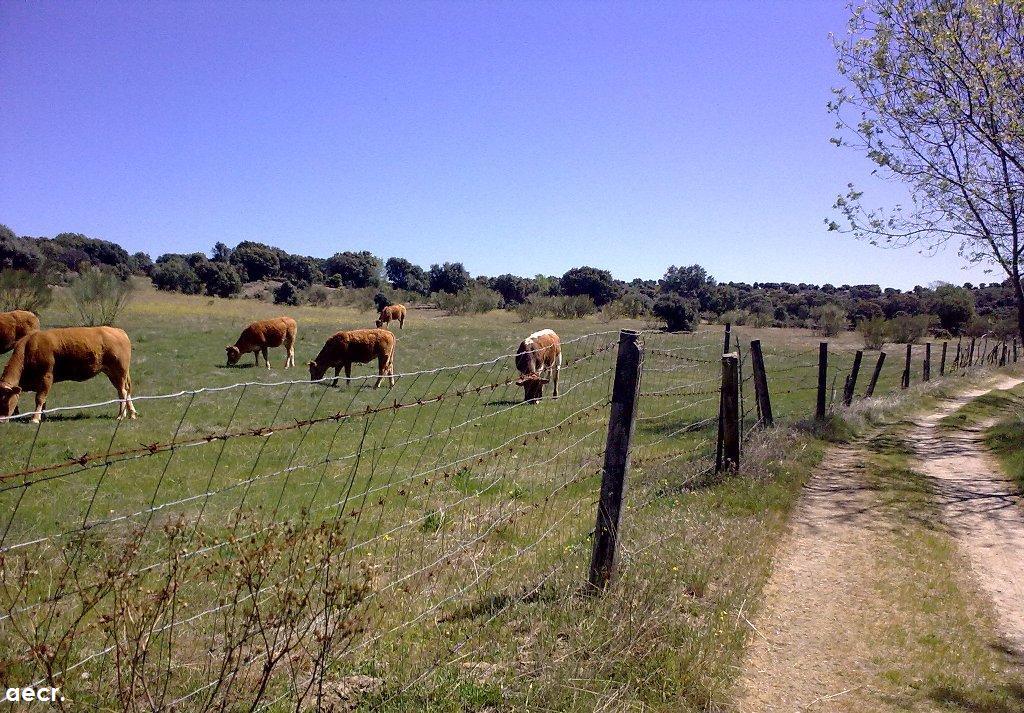 Foto de Fresnedillas de la Oliva (Madrid), España