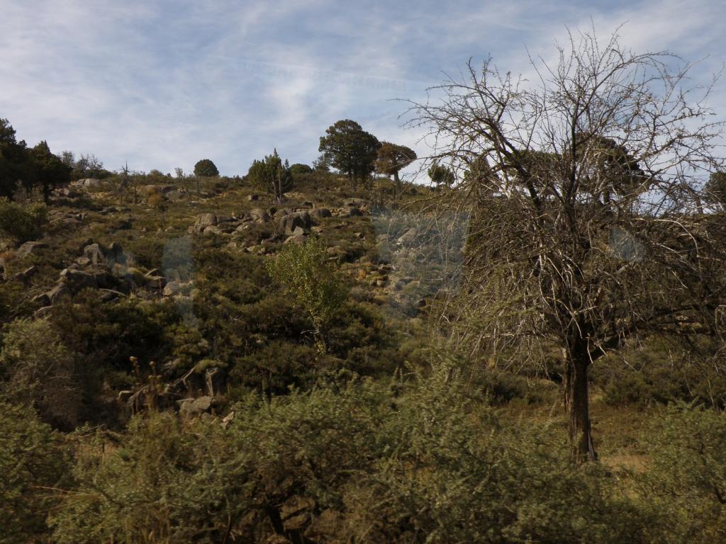 Foto de Aluminé (Neuquén), Argentina