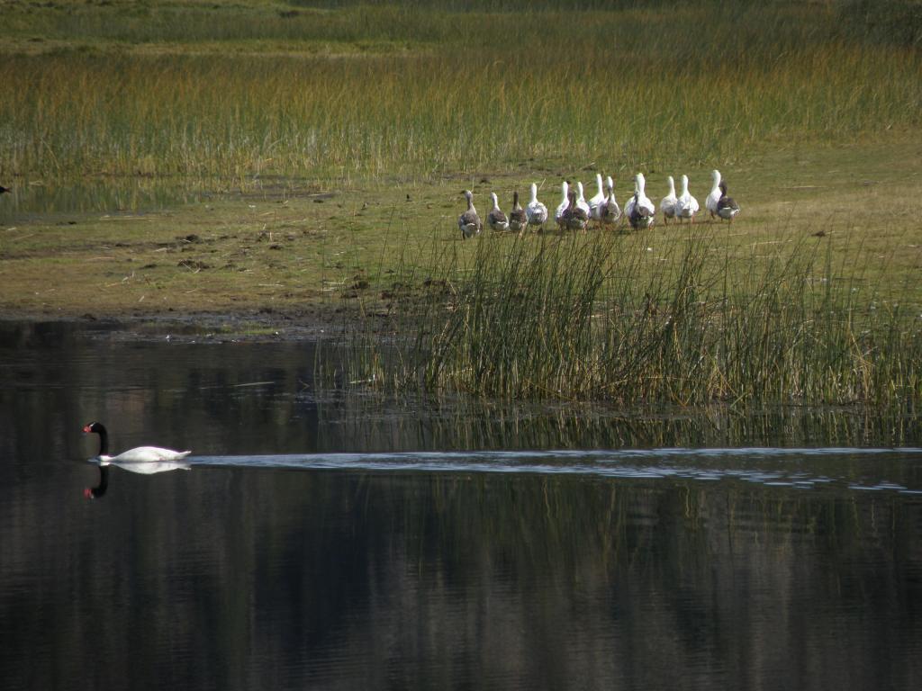 Foto de Aluminé (Neuquén), Argentina