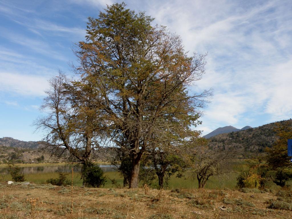 Foto de Aluminé (Neuquén), Argentina