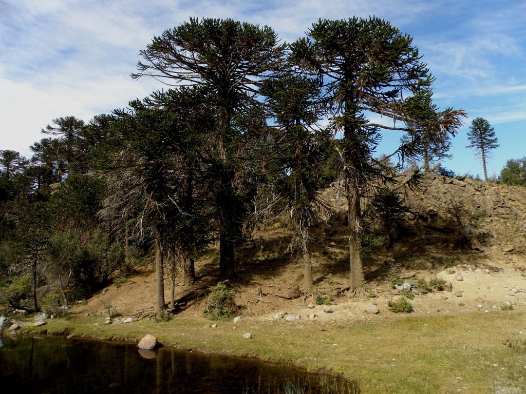 Foto de Aluminé (Neuquén), Argentina