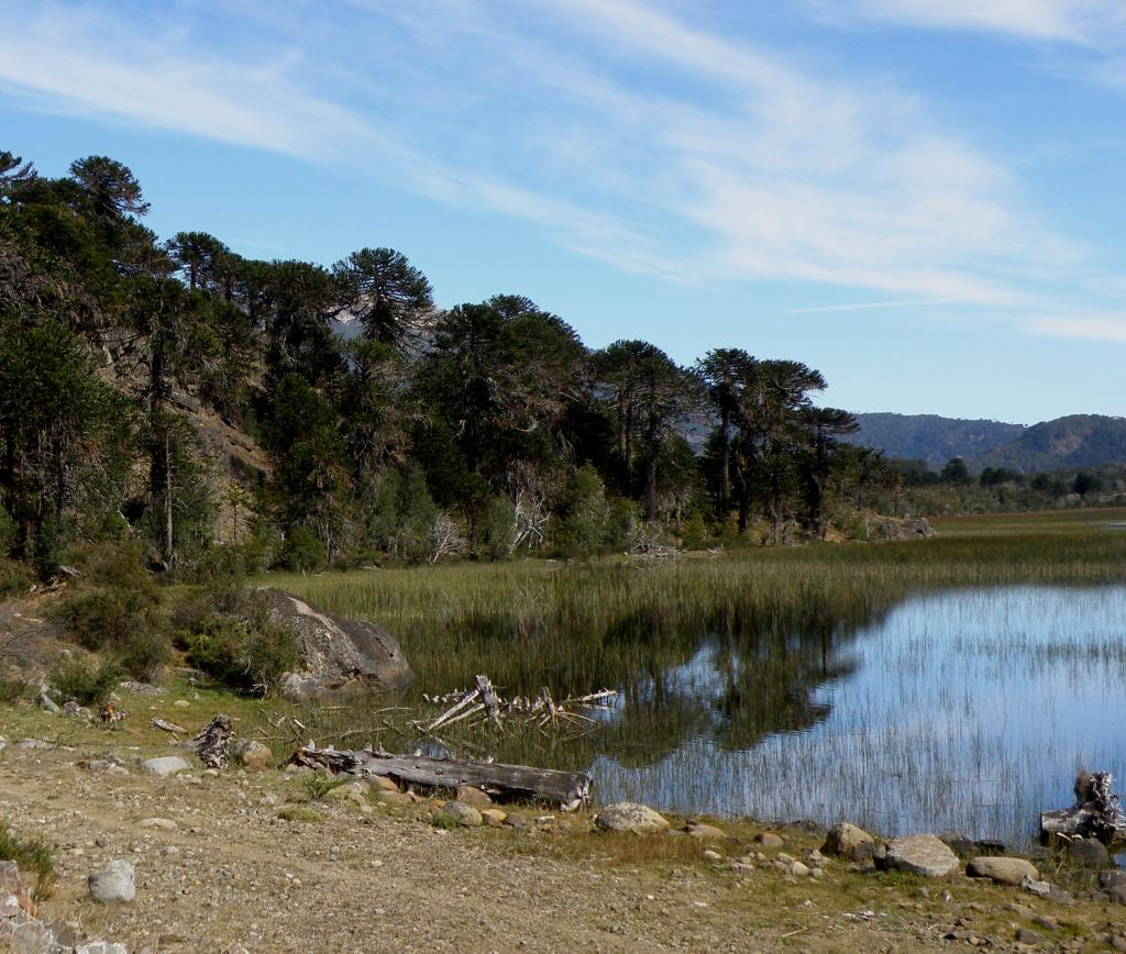 Foto de Aluminé (Neuquén), Argentina