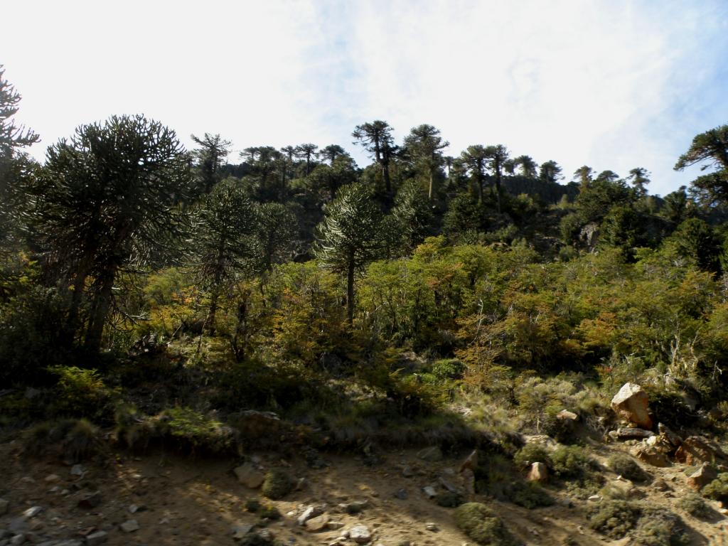 Foto de Aluminé (Neuquén), Argentina