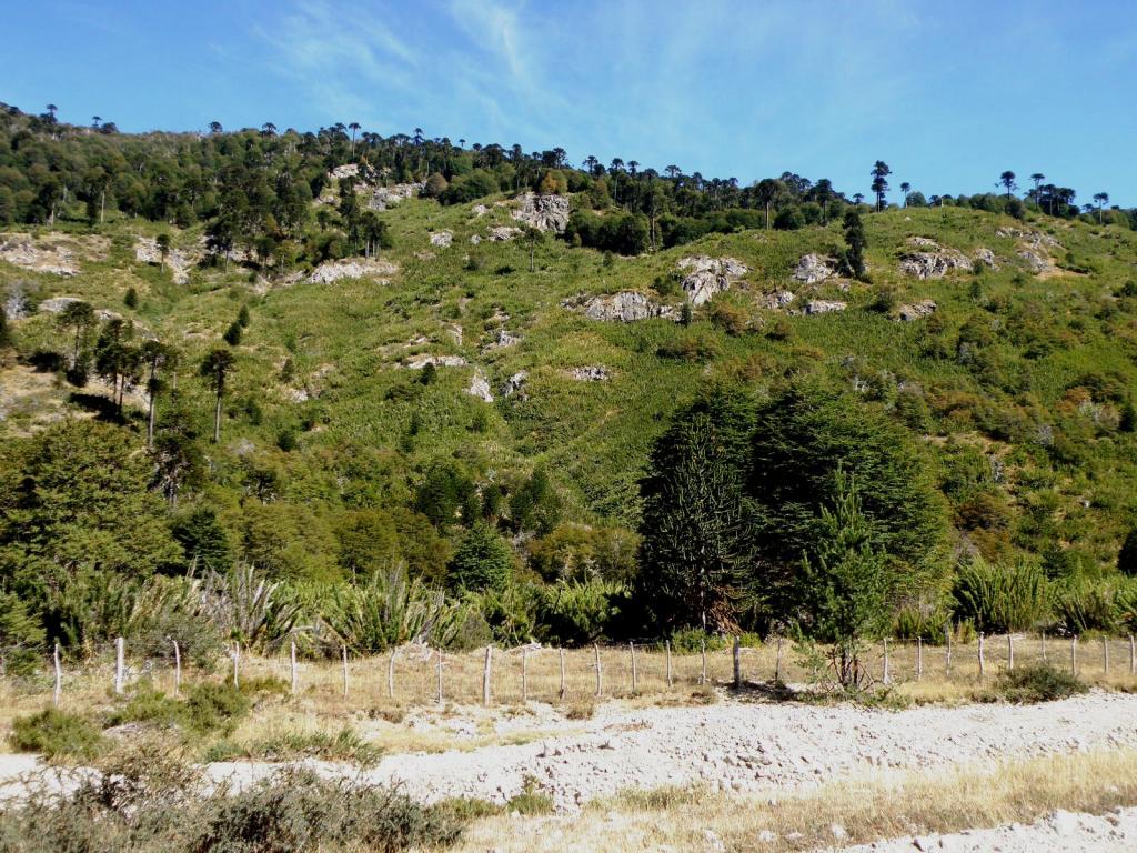 Foto de Aluminé (Neuquén), Argentina