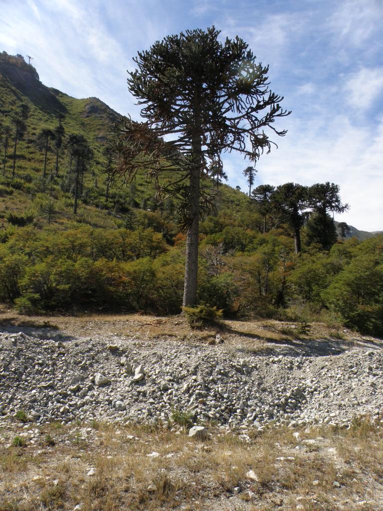 Foto de Aluminé (Neuquén), Argentina