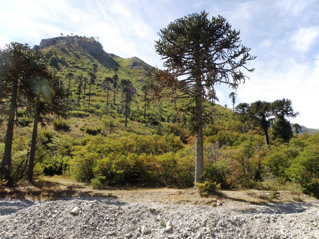 Foto de Aluminé (Neuquén), Argentina