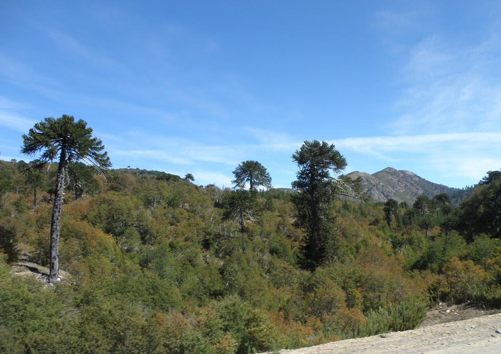 Foto de Aluminé (Neuquén), Argentina