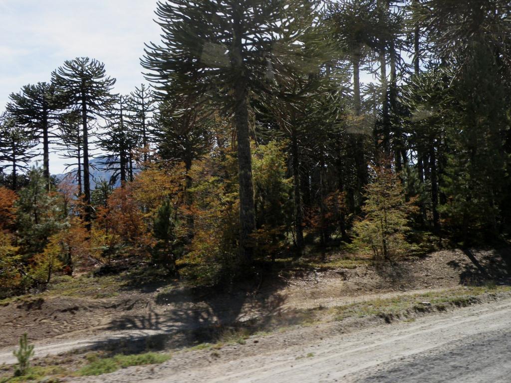 Foto de Aluminé (Neuquén), Argentina