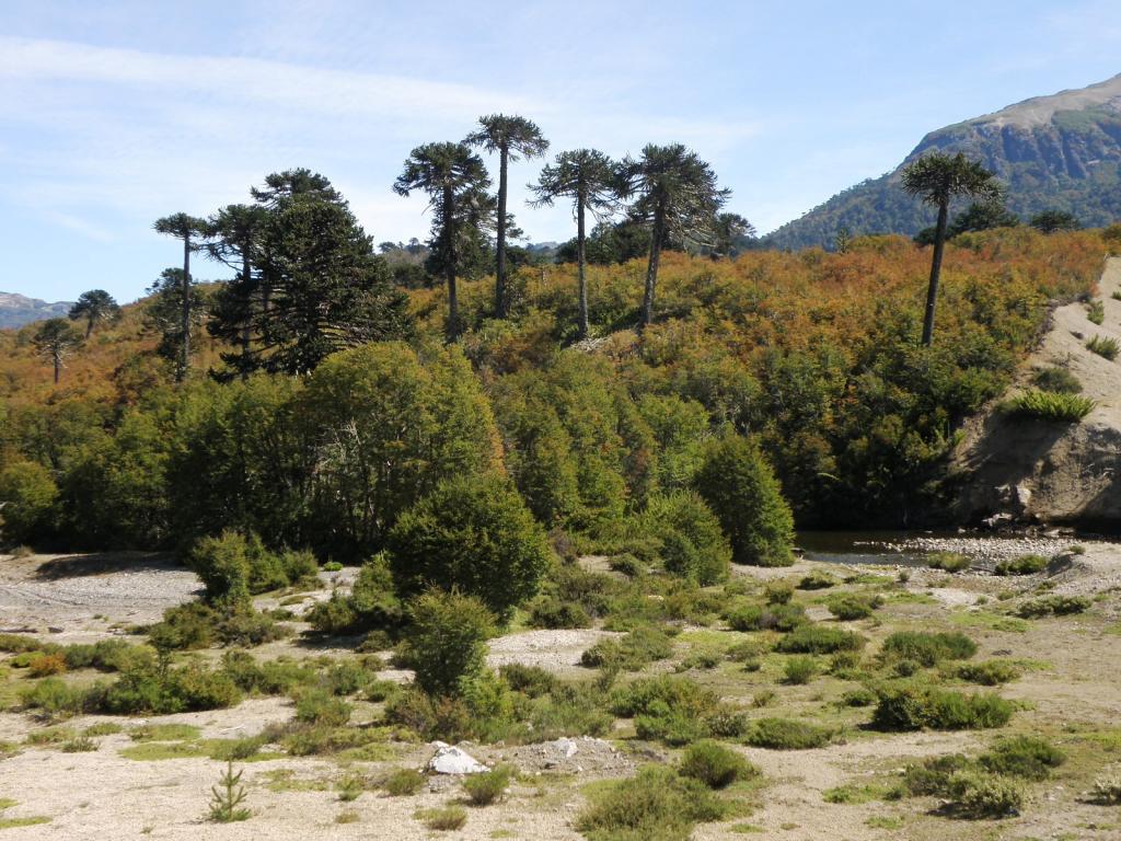 Foto de Aluminé (Neuquén), Argentina