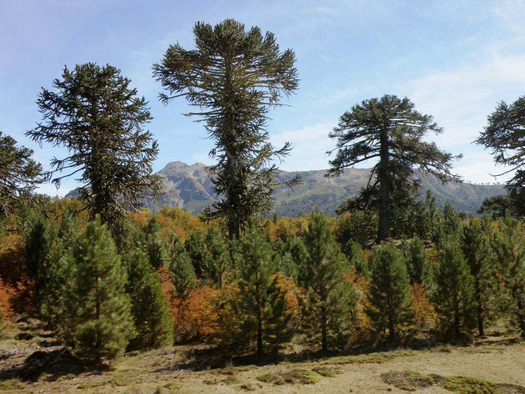 Foto de Aluminé (Neuquén), Argentina