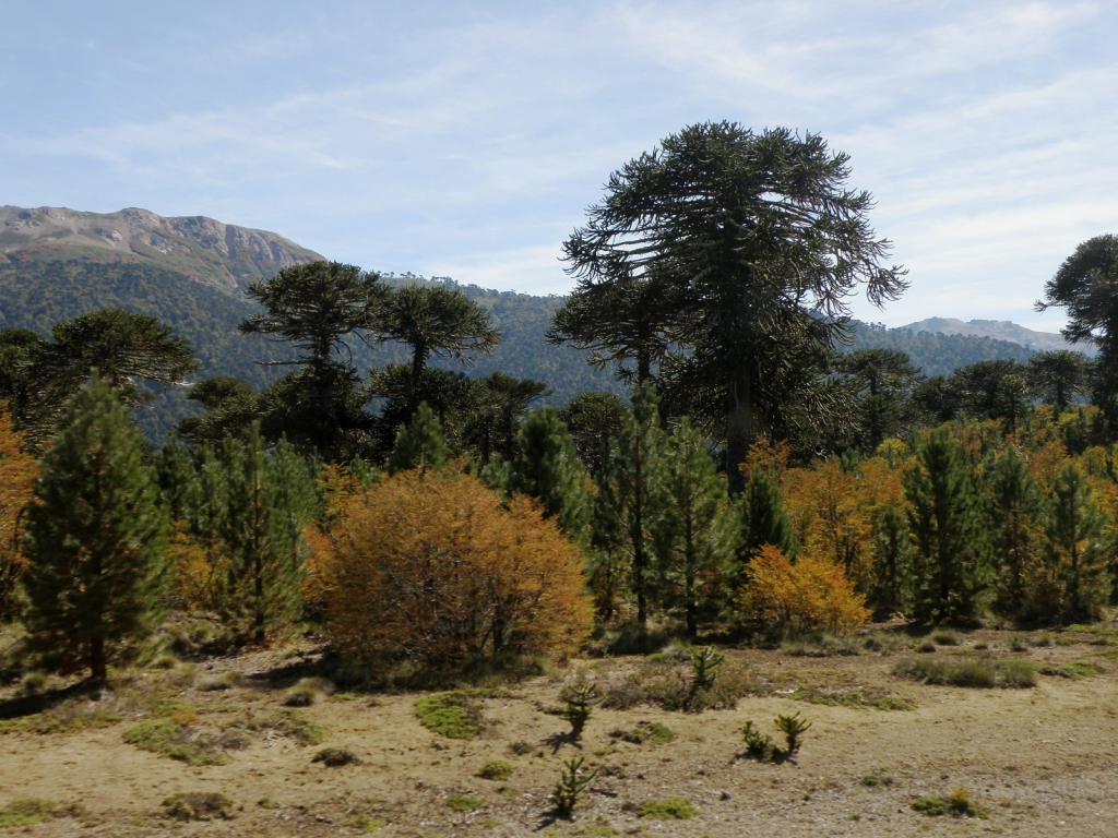 Foto de Aluminé (Neuquén), Argentina