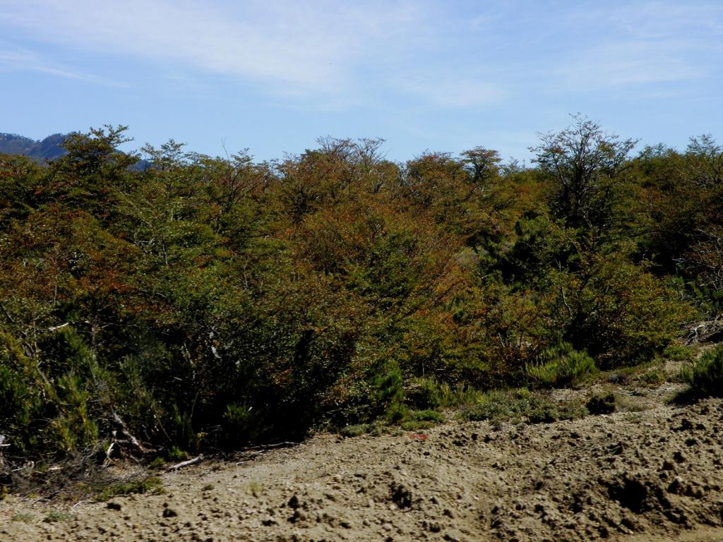 Foto de Moquehué (Neuquén), Argentina