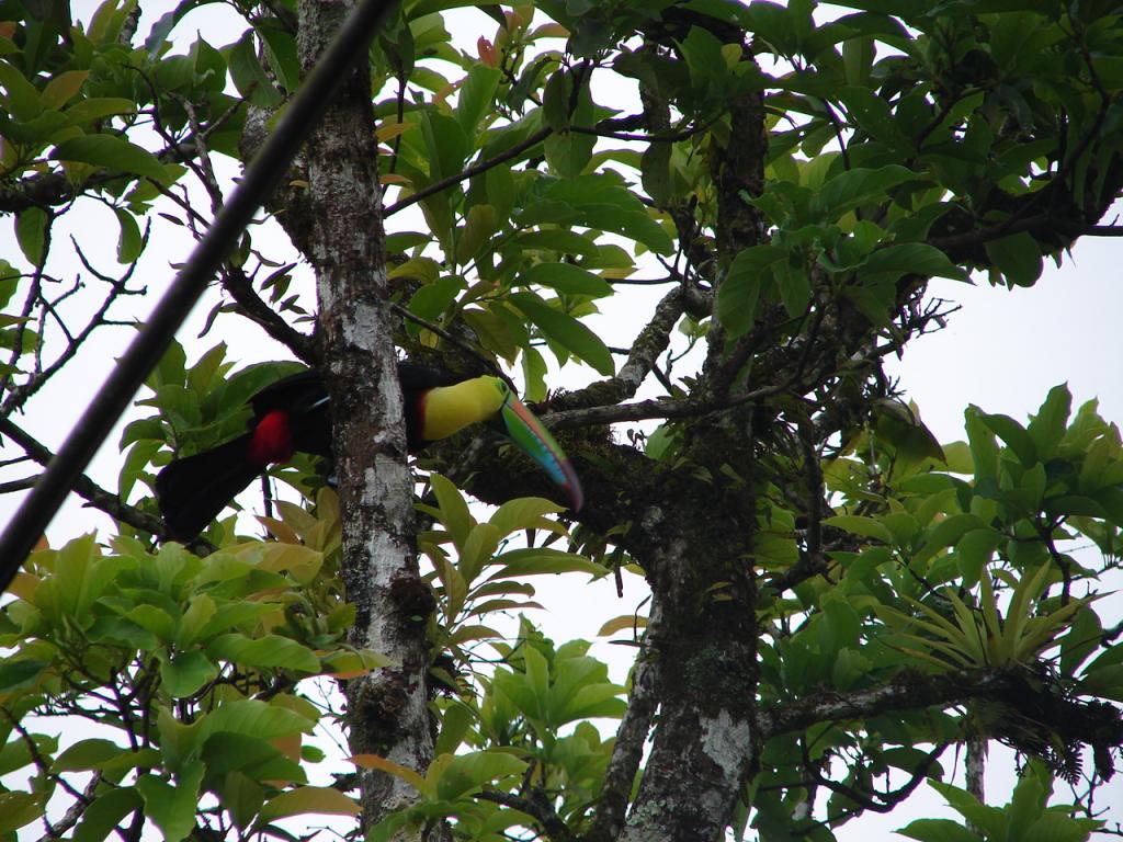 Foto de San Carlos (Alajuela), Costa Rica