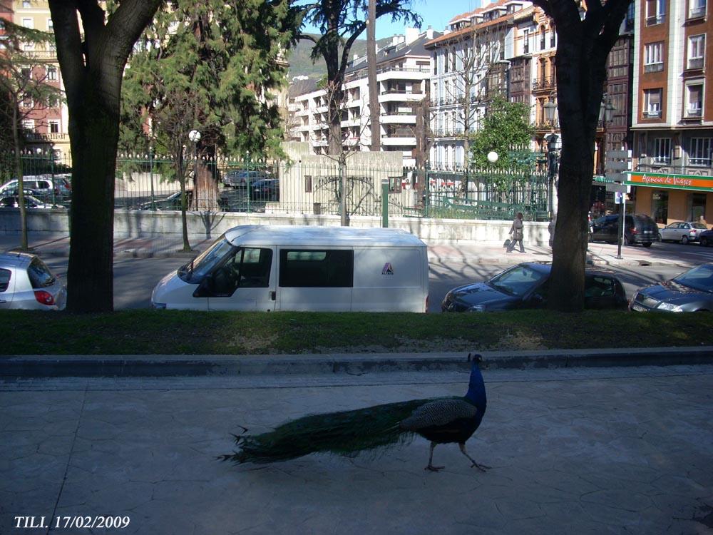 Foto de Oviedo (Asturias), España