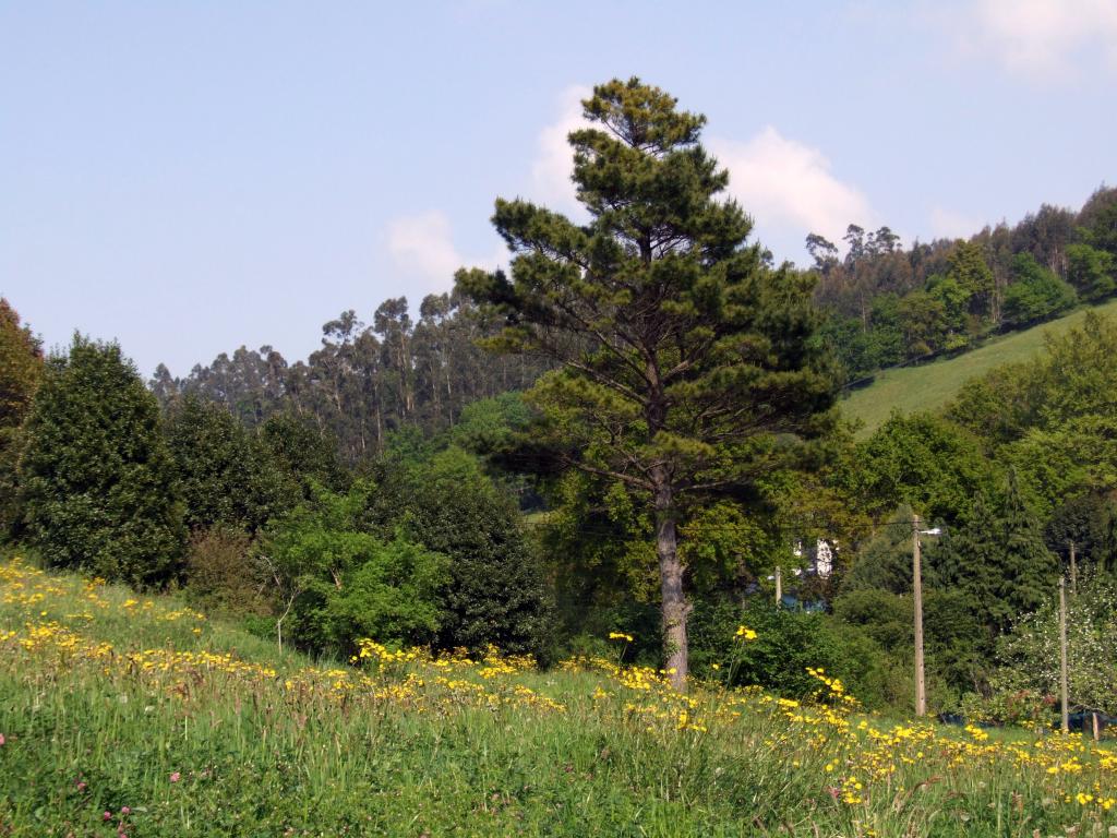 Foto de Arenal de Penagos (Cantabria), España