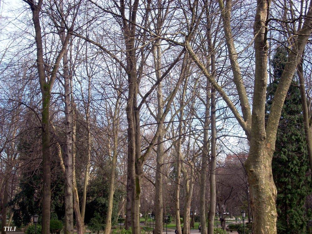 Foto de Oviedo (Asturias), España