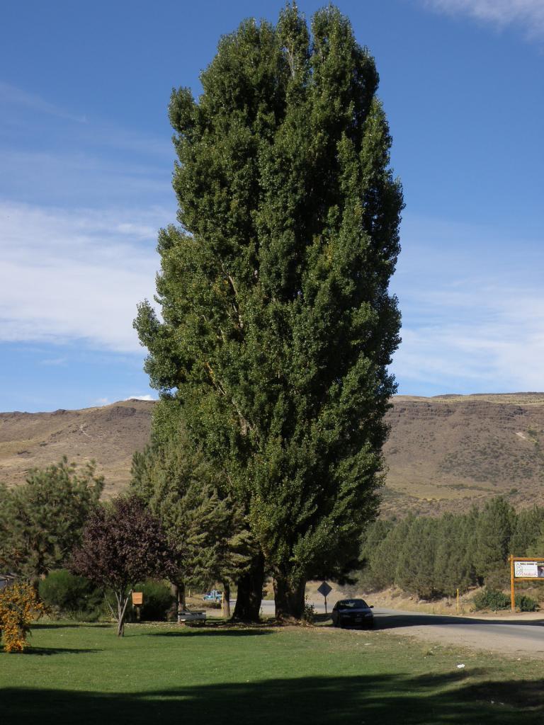 Foto de Aluminé (Neuquén), Argentina