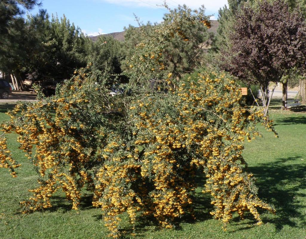 Foto de Aluminé (Neuquén), Argentina