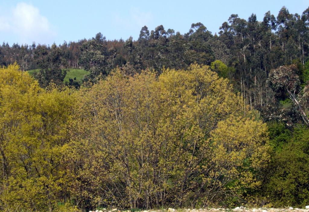 Foto de Arenal de Penagos (Cantabria), España