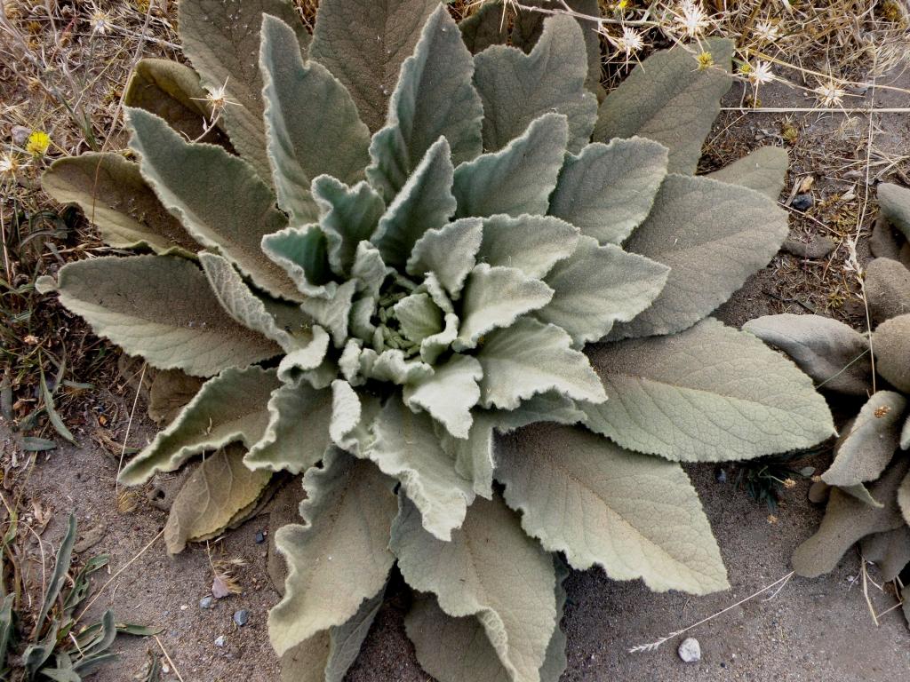 Foto de Aluminé (Neuquén), Argentina