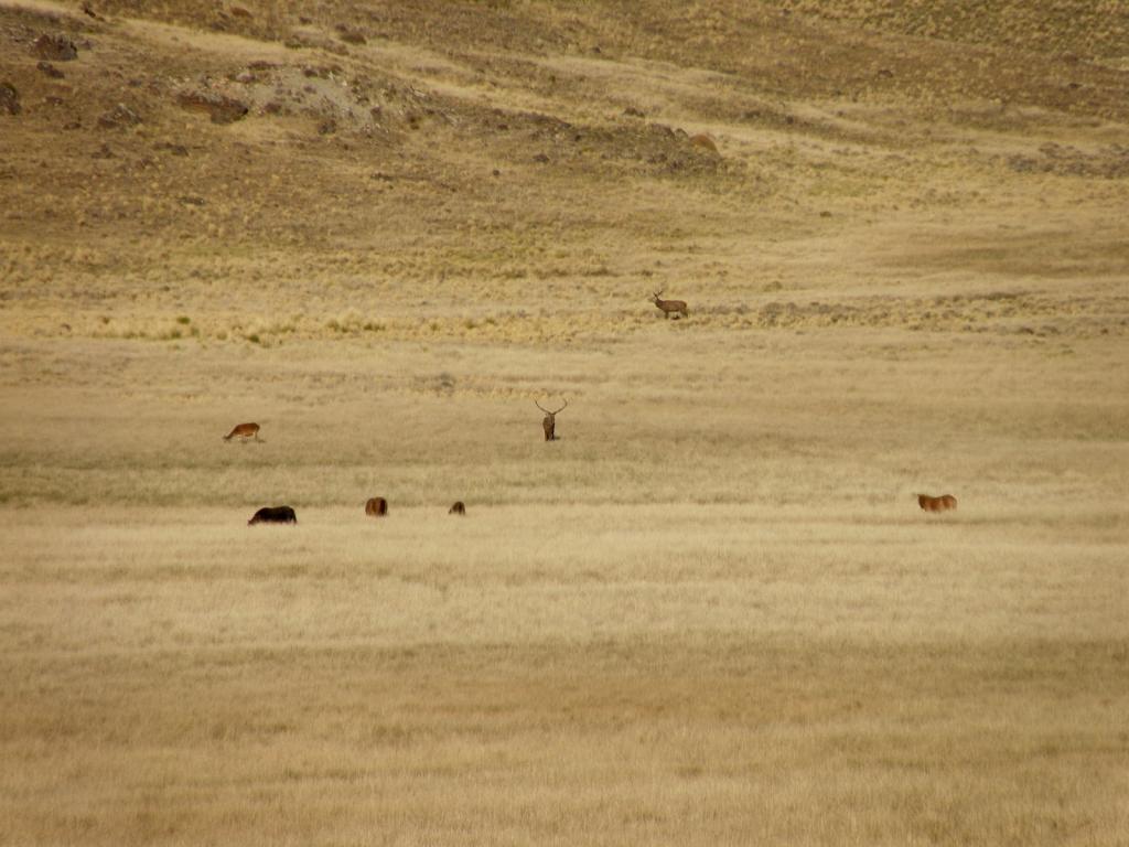 Foto de Aluminé (Neuquén), Argentina