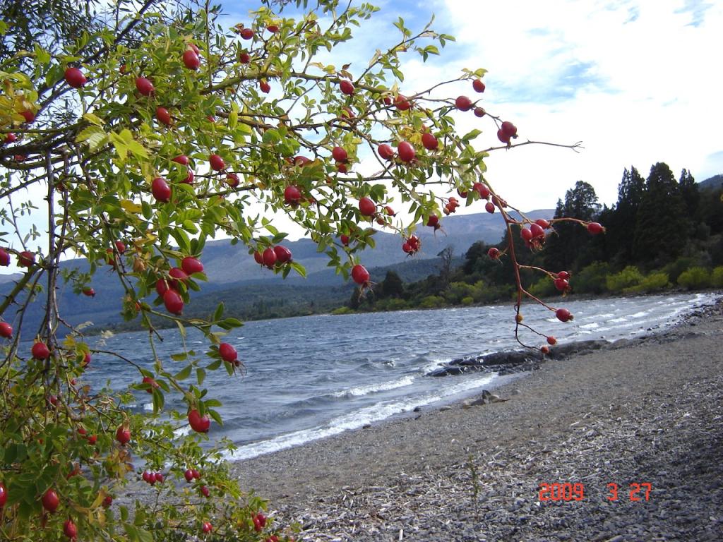 Foto de San Martín de los Andes (Neuquén), Argentina