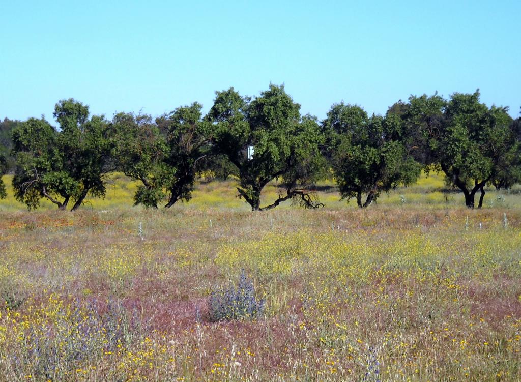 Foto de Albacete (Castilla La Mancha), España