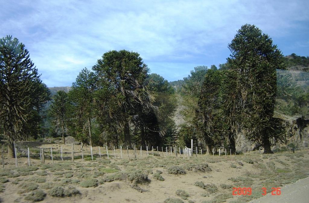 Foto de Aluminé (Neuquén), Argentina