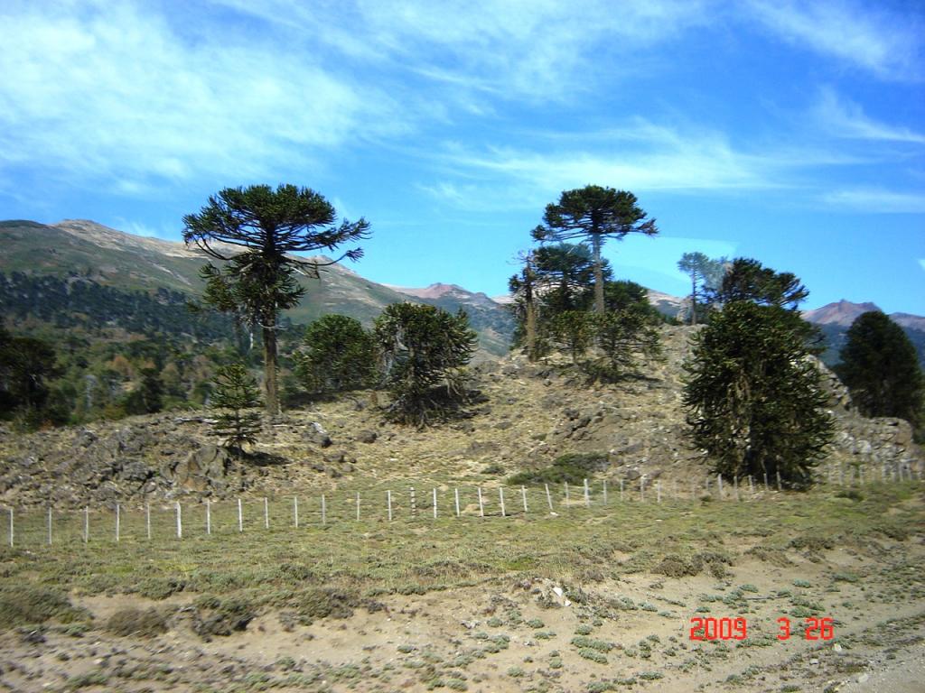 Foto de Aluminé (Neuquén), Argentina