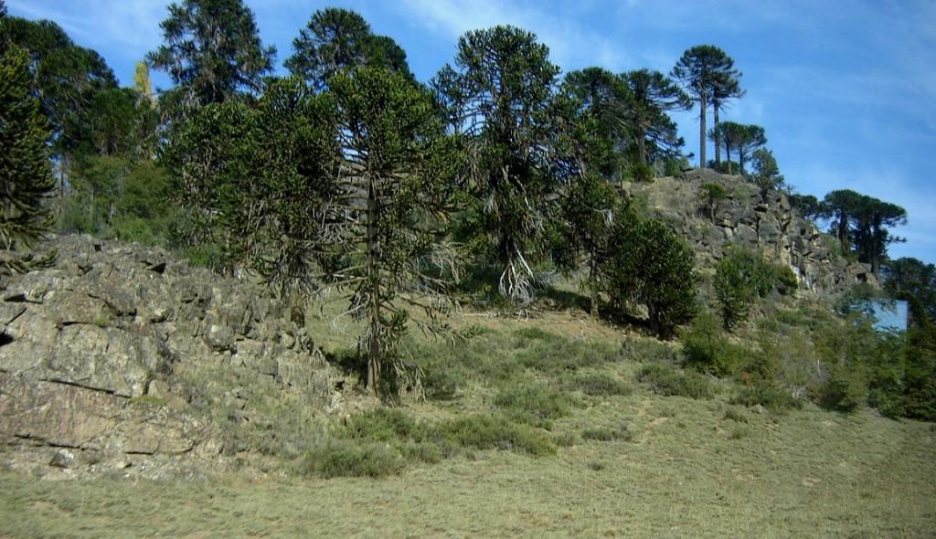 Foto de Aluminé (Neuquén), Argentina