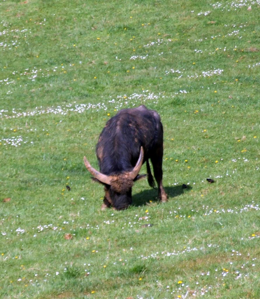 Foto de Cabarceno (Cantabria), España