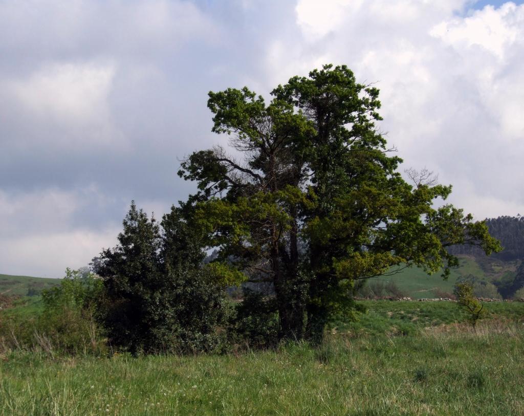 Foto de La Helguera de Penagos (Cantabria), España