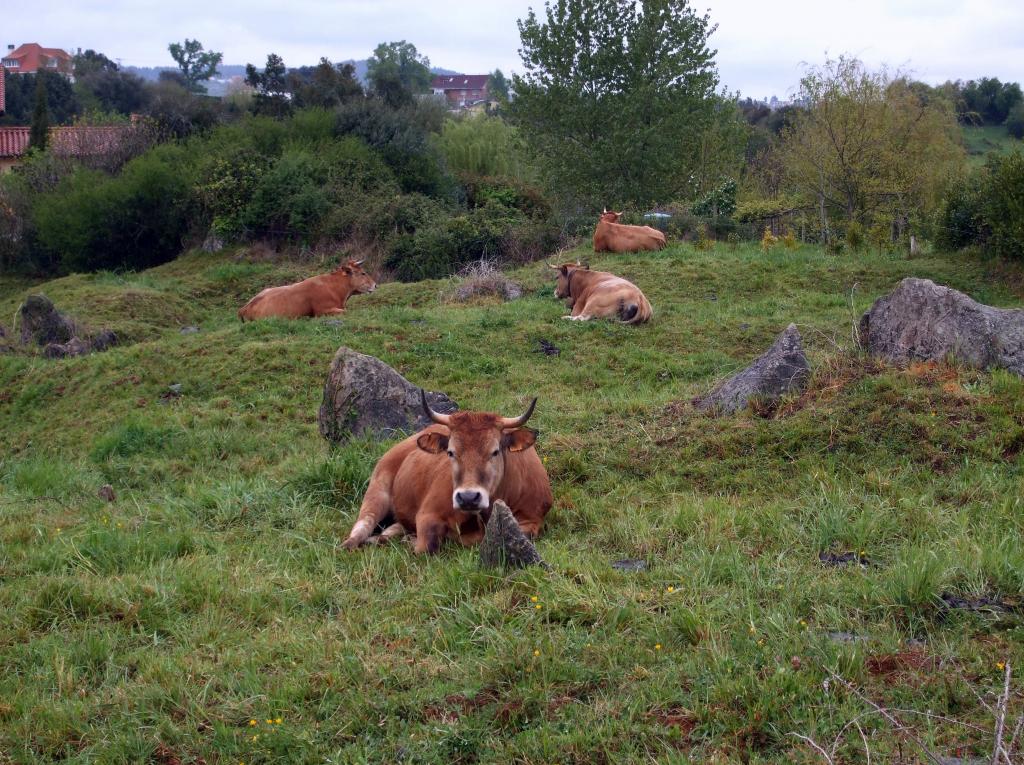 Foto de Liaño (Cantabria), España