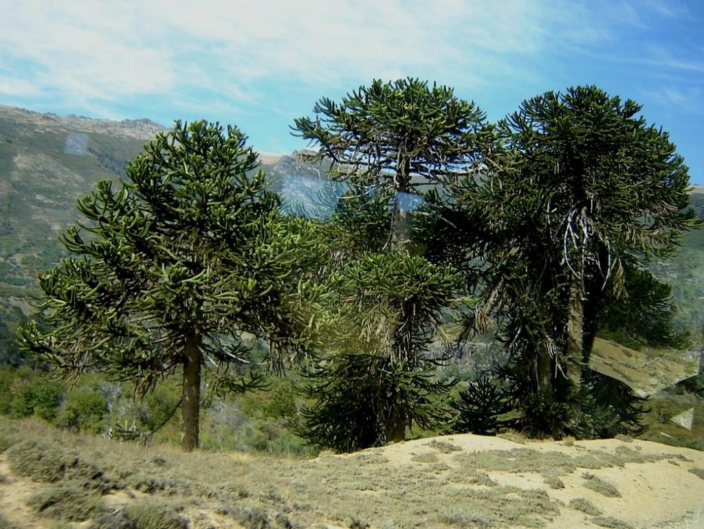 Foto de Aluminé (Neuquén), Argentina