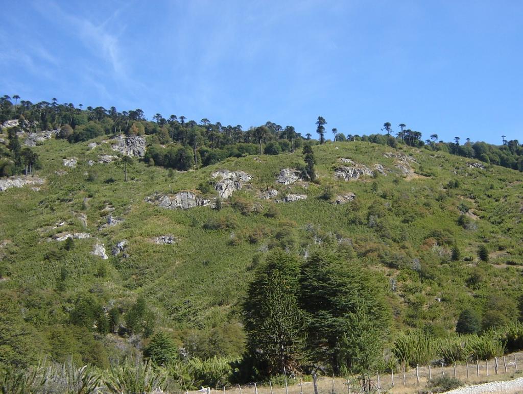 Foto de Aluminé (Neuquén), Argentina