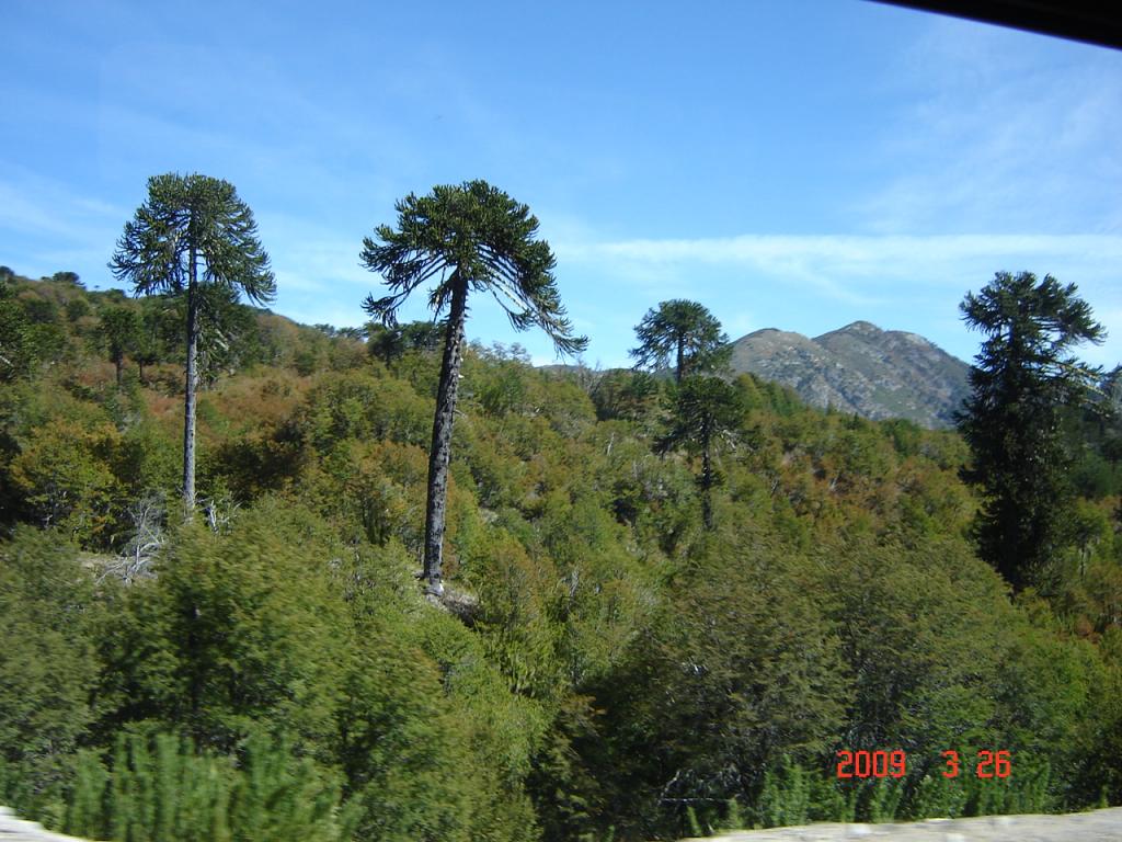 Foto de Aluminé (Neuquén), Argentina