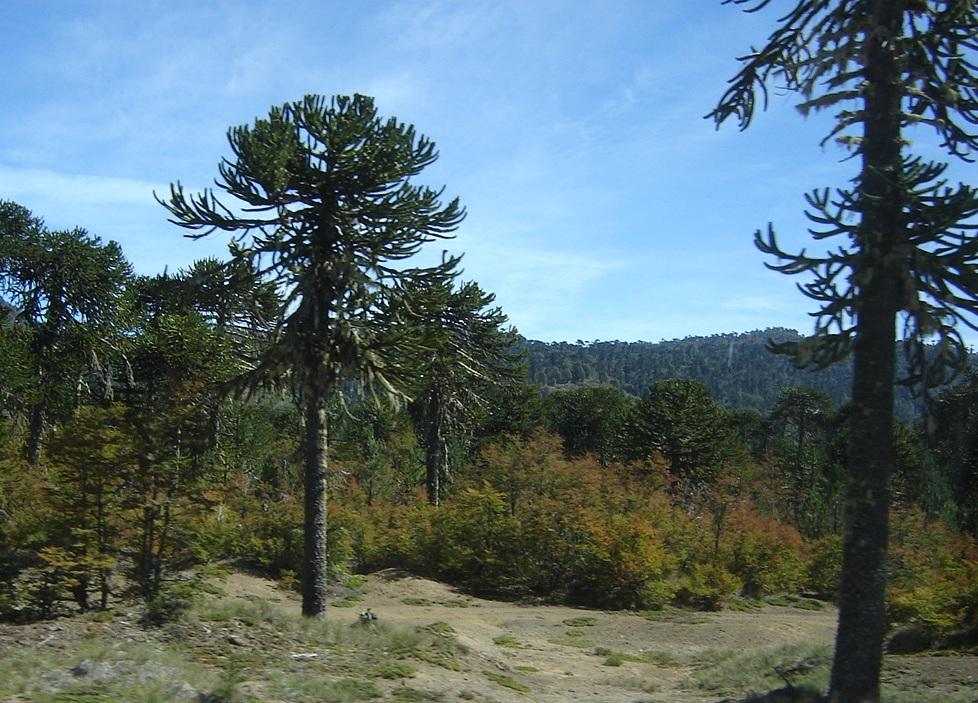 Foto de Aluminé (Neuquén), Argentina