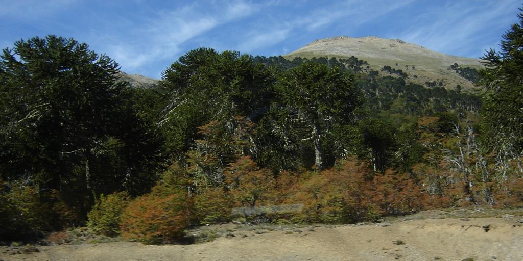 Foto de Aluminé (Neuquén), Argentina