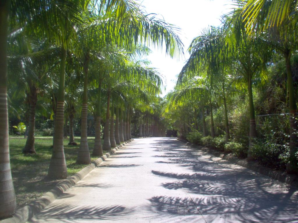 Foto de Roatan (Islas de la Bahia), Honduras