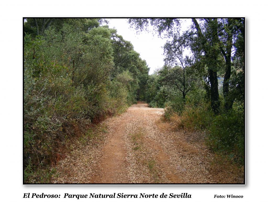 Foto de El Pedroso (Sevilla), España