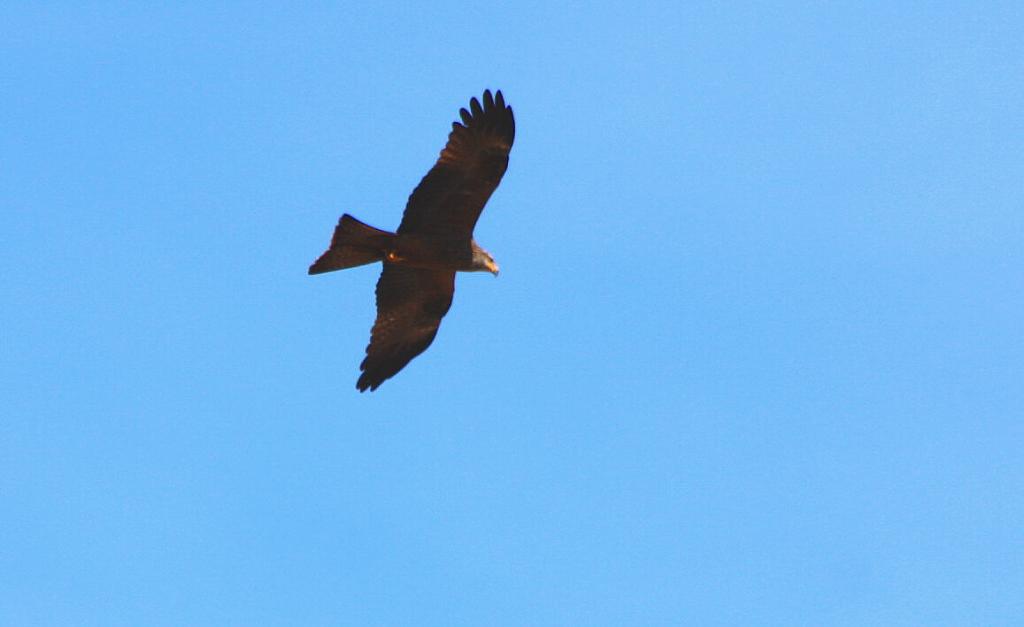 Foto de Bonilla de la Sierra (Ávila), España