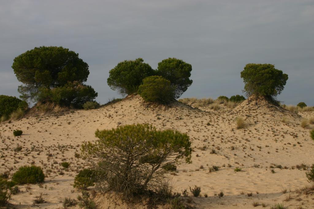 Foto de Sanlúcar de Barrameda (Cádiz), España