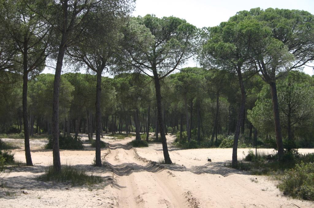 Foto de Sanlúcar de Barrameda (Cádiz), España