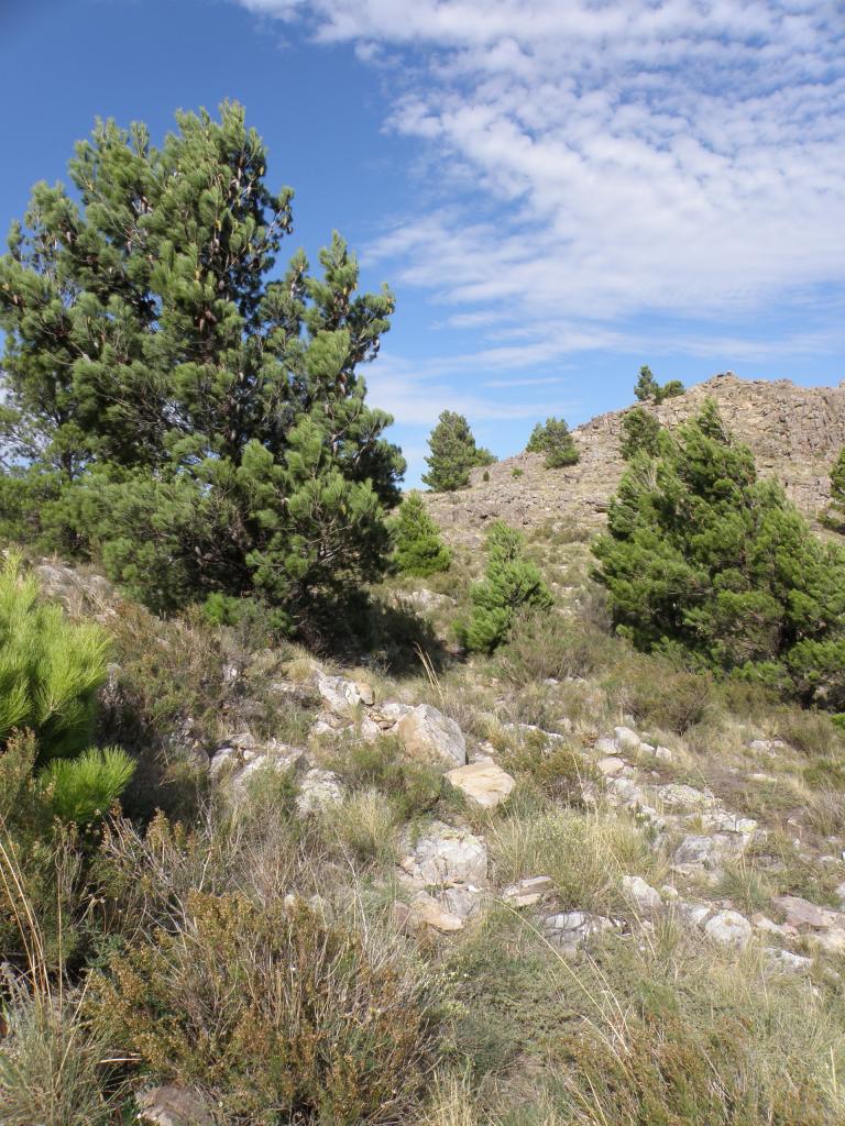 Foto de Sierra de la Ventana (Buenos Aires), Argentina